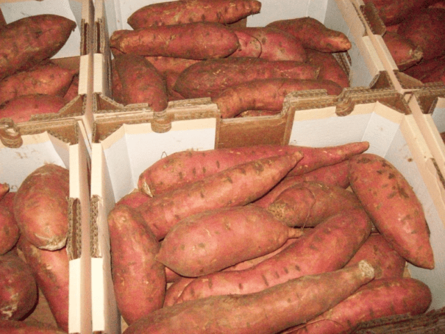 When to dig up and how to save sweet potatoes in winter