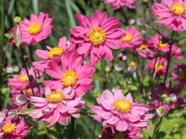 When to dig up anemones and how to store 