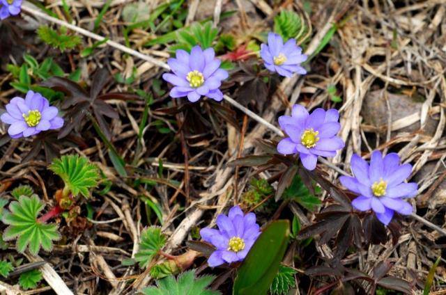 When to dig up anemones and how to store 