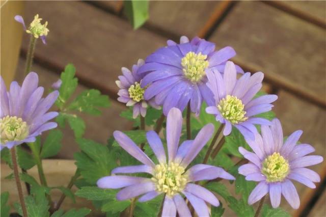 When to dig up anemones and how to store 