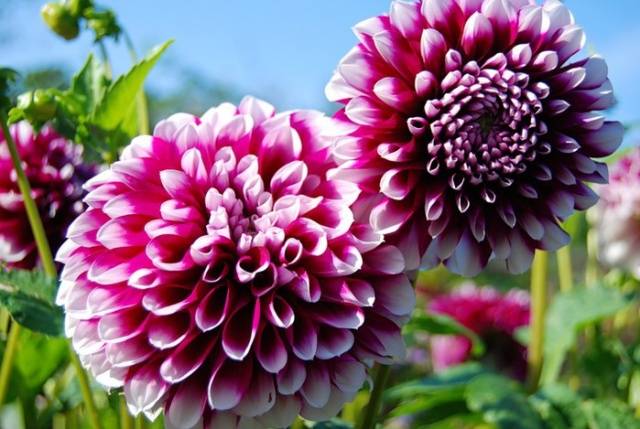 When to Dig Up Dahlias and How to Store Them