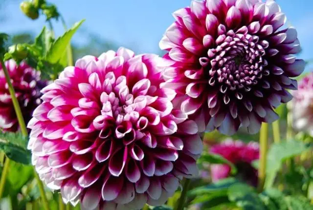 When to Dig Up Dahlias and How to Store Them