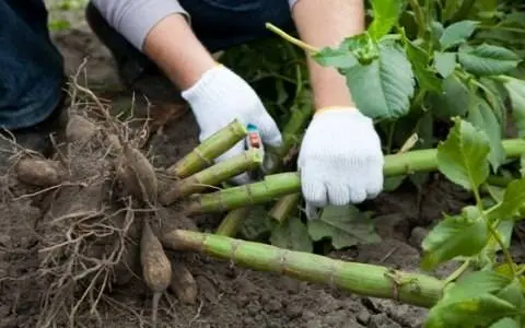 When to Dig Up Dahlias and How to Store Them