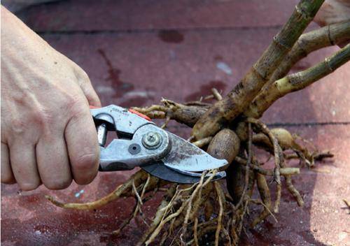 When to Dig Up Dahlias and How to Store Them