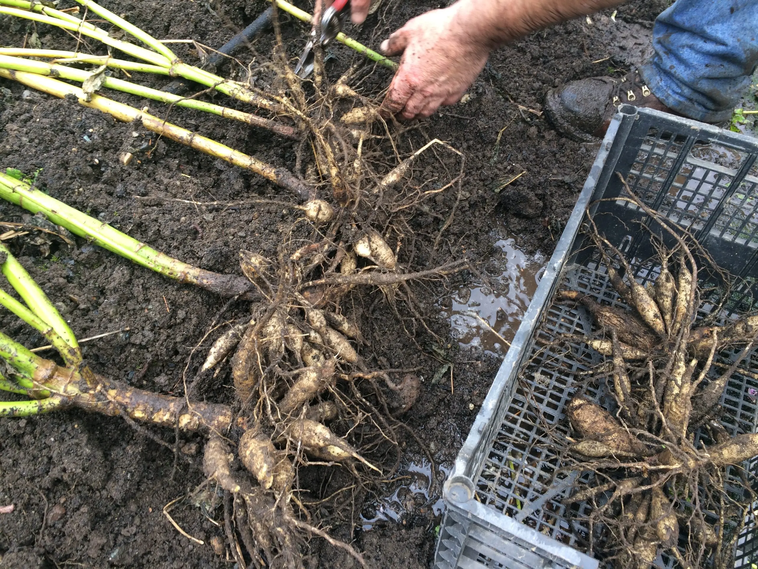 When to Dig Up Dahlias and How to Store Them