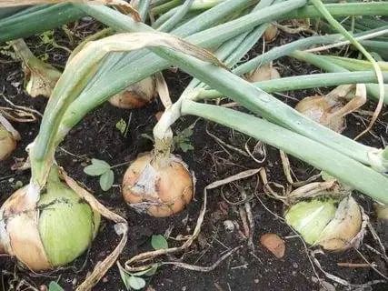 When to dig up onions