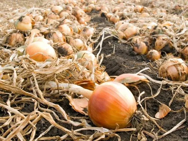 When to dig up onions