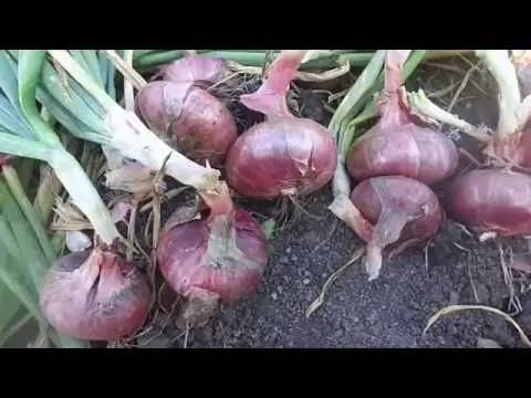 When to dig up onions