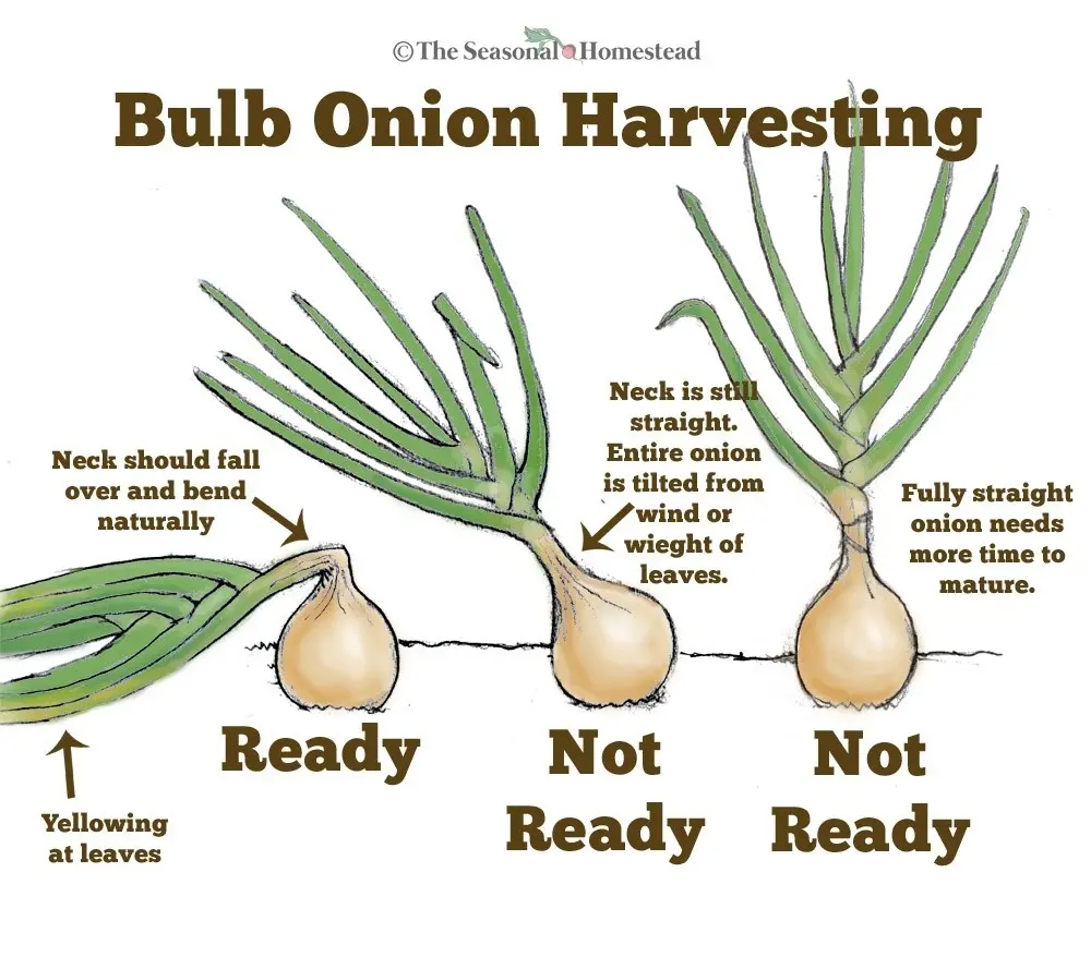 When to dig up onions