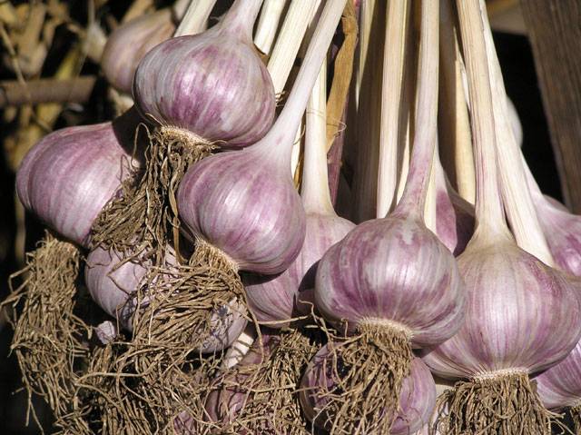 When to dig winter garlic