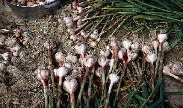 When to dig winter garlic