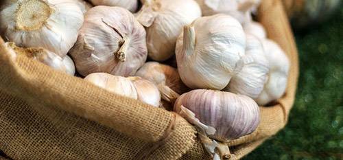 When to dig winter garlic