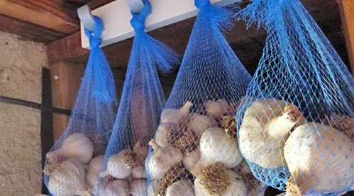 When to dig winter garlic