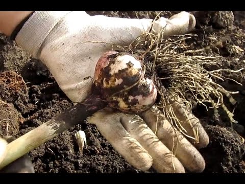 When to dig winter garlic