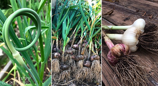 When to dig winter garlic