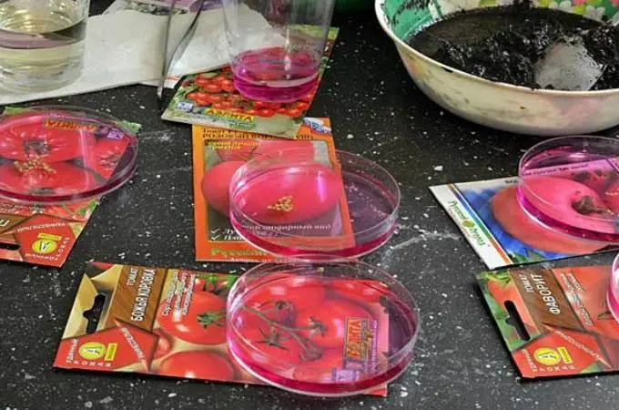 When to dive tomato seedlings and how to do it right