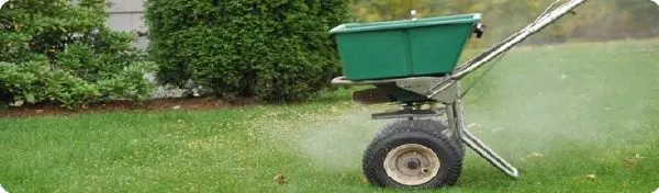 When to fertilize the lawn: timely care of the infield