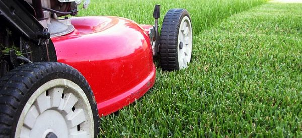 When to fertilize the lawn: timely care of the infield