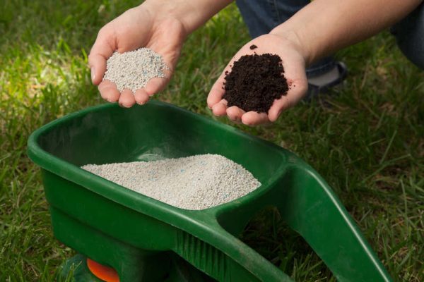 When to fertilize the lawn: timely care of the infield