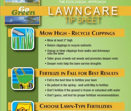 When to fertilize the lawn: timely care of the infield