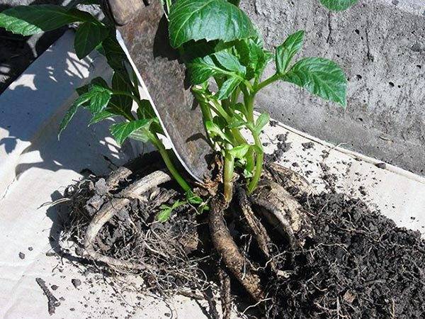 When to get dahlias for germination