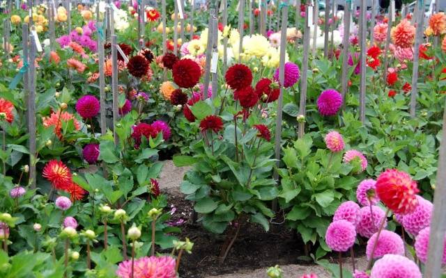 When to get dahlias for germination