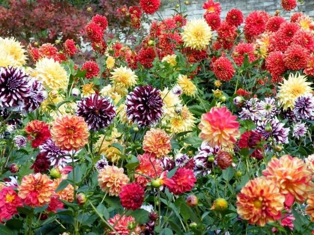 When to get dahlias for germination