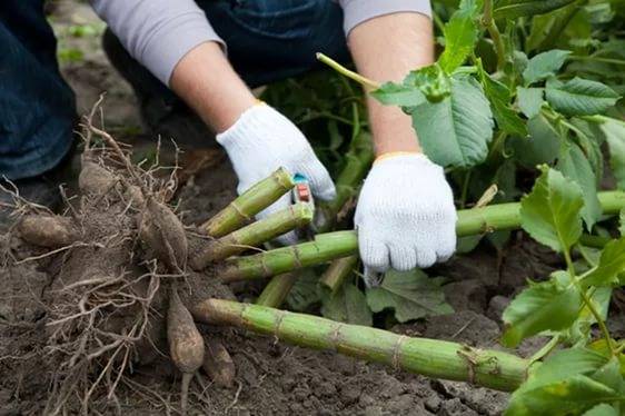 When to get dahlias for germination