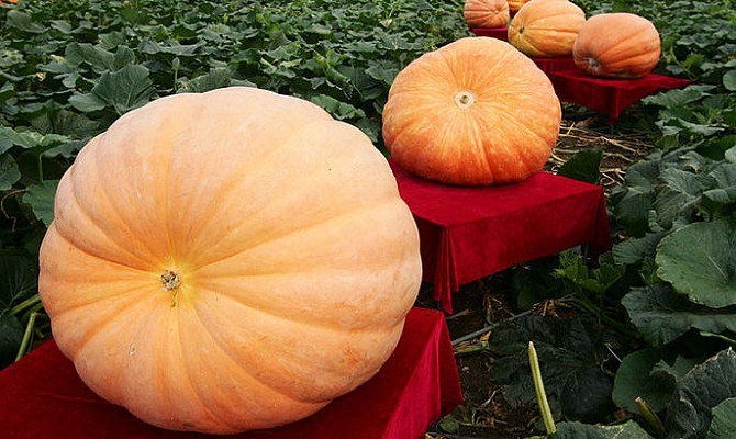 When to harvest a pumpkin: determine the timing of collection 