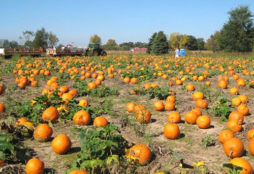 When to harvest a pumpkin: determine the timing of collection 