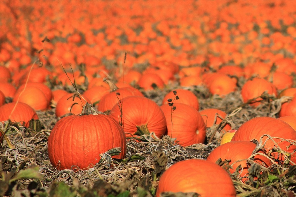 When to harvest a pumpkin: determine the timing of collection 