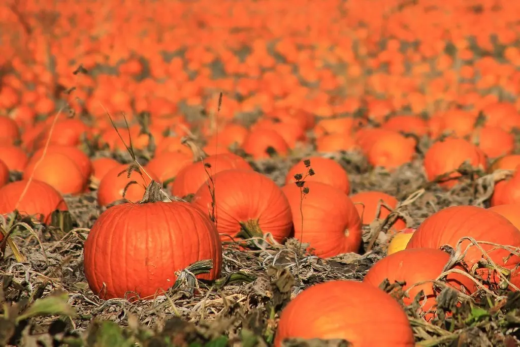 When to harvest a pumpkin: determine the timing of collection 