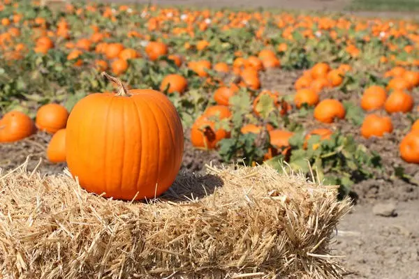 When to harvest a pumpkin: determine the timing of collection 