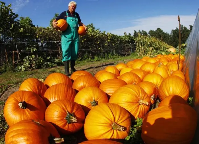 When to harvest a pumpkin: determine the timing of collection 