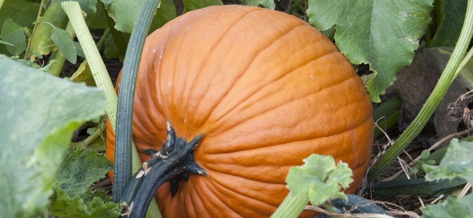 When to harvest a pumpkin: determine the timing of collection 