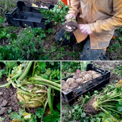 When to Harvest and How to Store Celery Root