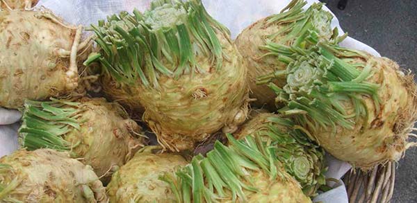 When to Harvest and How to Store Celery Root