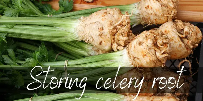 When to Harvest and How to Store Celery Root