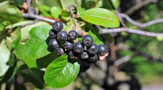 When to harvest chokeberry fruits