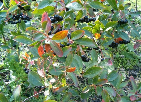 When to harvest chokeberry fruits