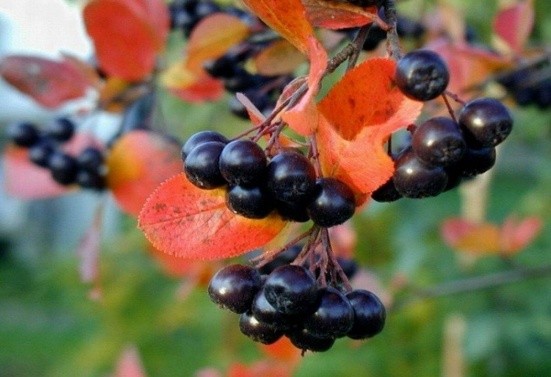 When to harvest chokeberry fruits