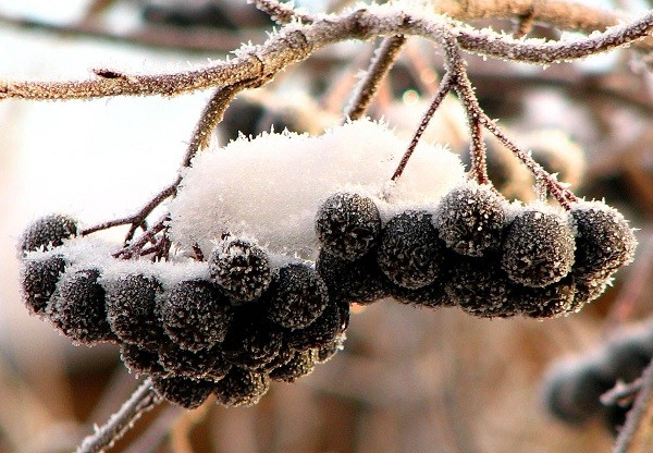 When to harvest chokeberry fruits