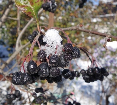 When to harvest chokeberry fruits