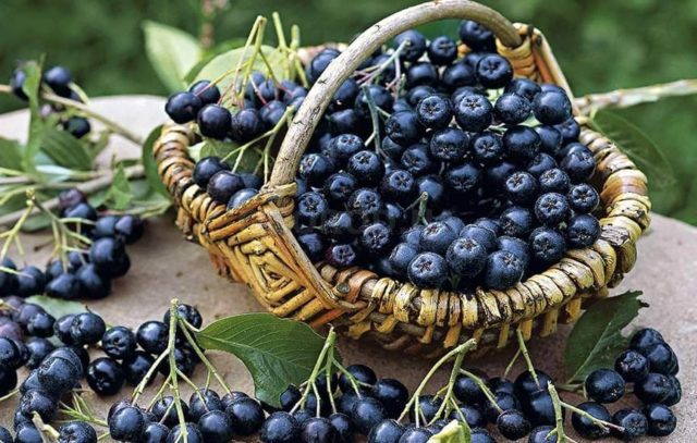 When to harvest chokeberry fruits