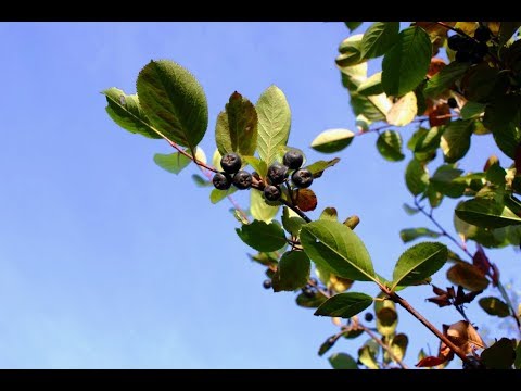 When to harvest chokeberry fruits