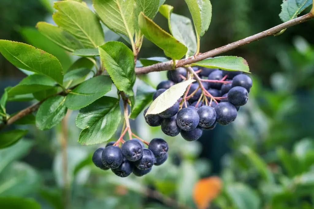 When to harvest chokeberry fruits