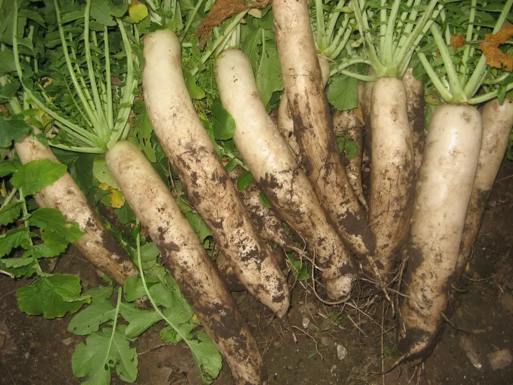 When to harvest daikon radish and how to store it: useful tips