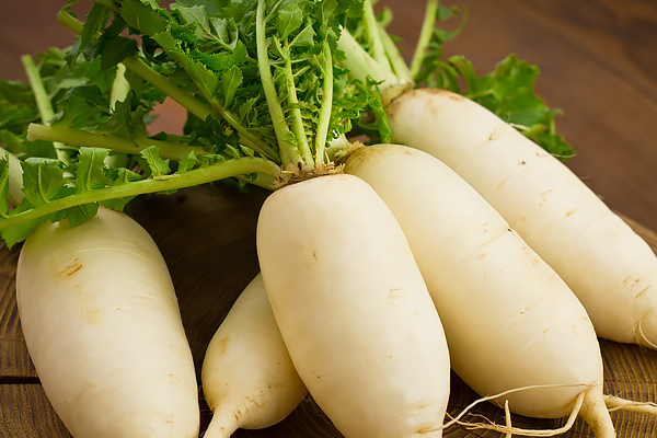 When to harvest daikon radish and how to store it: useful tips