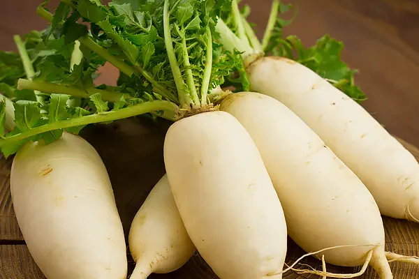 When to harvest daikon radish and how to store it: useful tips