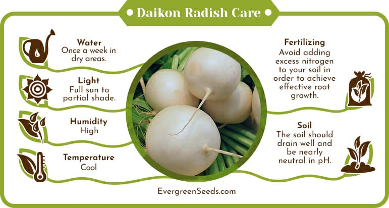 When to harvest daikon radish and how to store it: useful tips